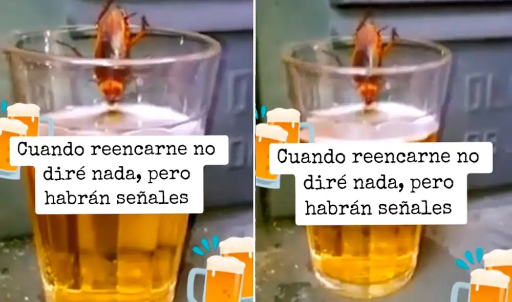 La cucaracha no salía del vaso pese a la bulla. Foto: composición LR/TikTok/@Carloschumpitaz34 La cucaracha no salía del vaso pese a la bulla. Foto: composición LR/TikTok/@Carloschumpitaz34