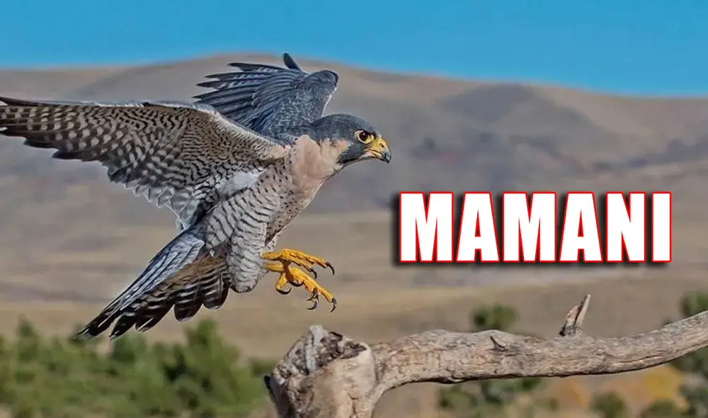 Mamani es uno de los apellidos más comunes en Bolivia, Ecuador y Perú. Foto: composición La República/Hogarmanía