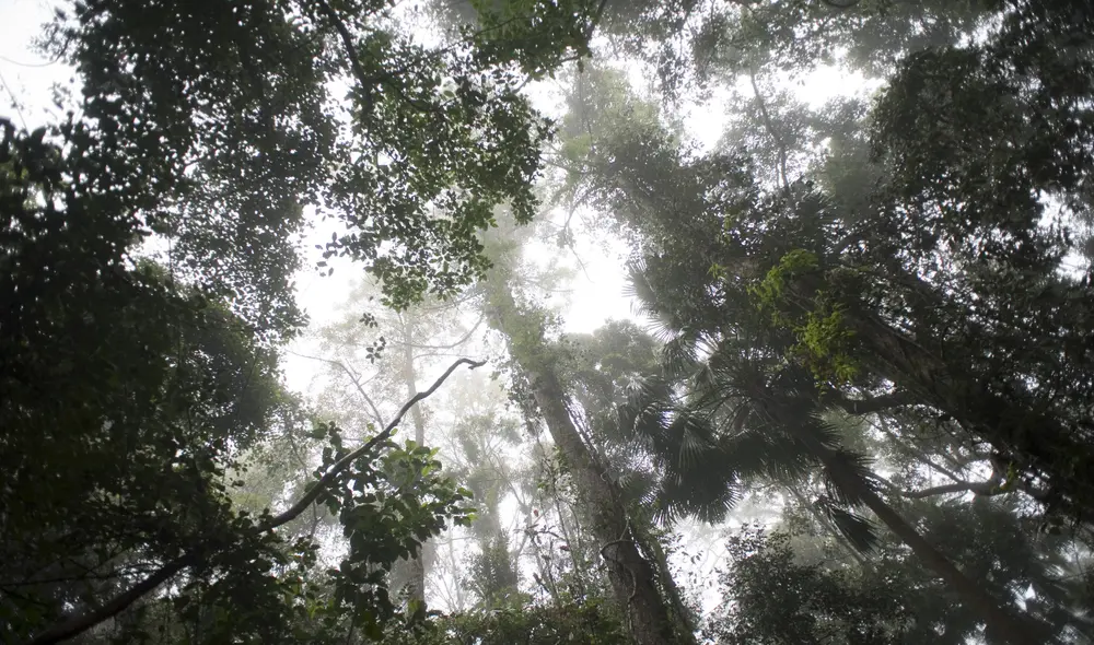 Un pequeño porcentaje de las hojas en las copas de los bosques tropicales ya ha llegado a un nivel crítico que le impide realizar la fotosíntesis. Foto: Free Images Un pequeño porcentaje de las hojas en las copas de los bosques tropicales ya ha llegado a un nivel crítico que le impide realizar la fotosíntesis. Foto: Free Images