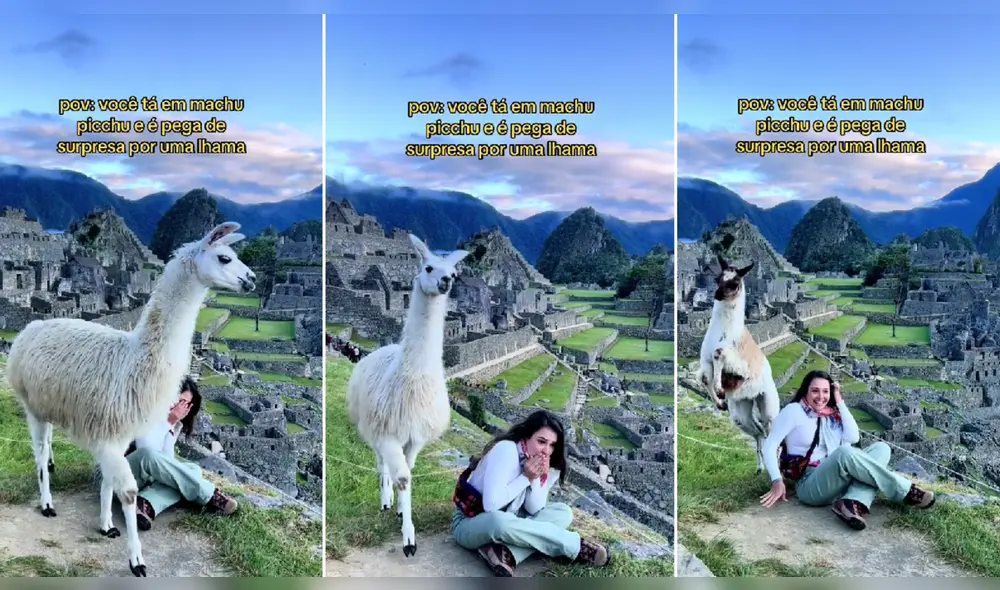 Extranjera fue sorprendida por el hermoso animal. Foto: composición LR/@anajgota - Video: @anajgota