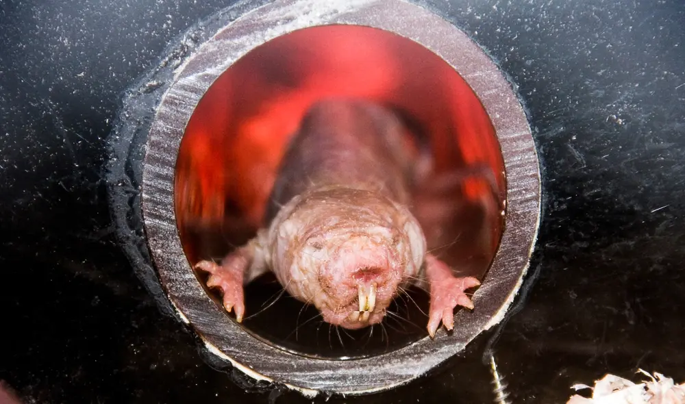 Los ratopines rasurados pueden vivir hasta 40 años. Foto: Adobe Stock