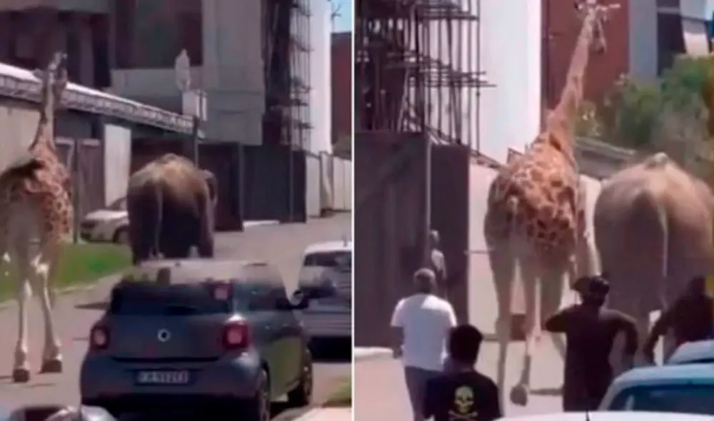 Los animales fueron perseguidos por los adiestradores y personal del staff. Foto y video: Welcome Favelas Los animales fueron perseguidos por los adiestradores y personal del staff. Foto y video: Welcome Favelas