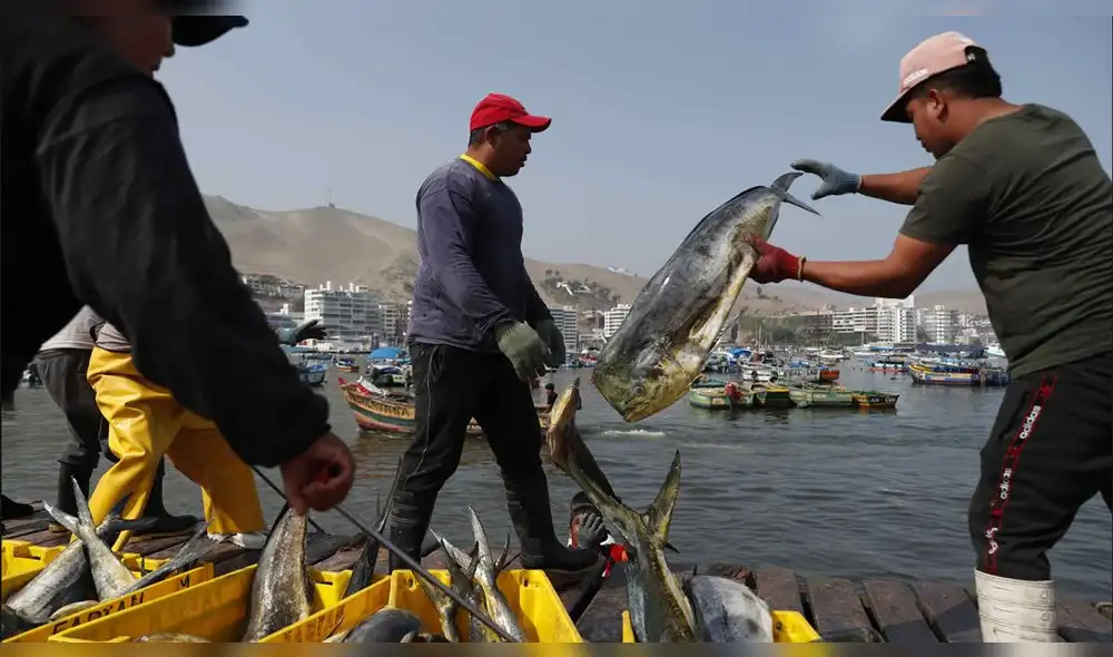 Jubilados del sector pesca. Pensiones de estos trabajadores se encontraban entre los S/10 y S/80 mensuales. Foto: EFE Jubilados del sector pesca. Pensiones de estos trabajadores se encontraban entre los S/10 y S/80 mensuales. Foto: EFE