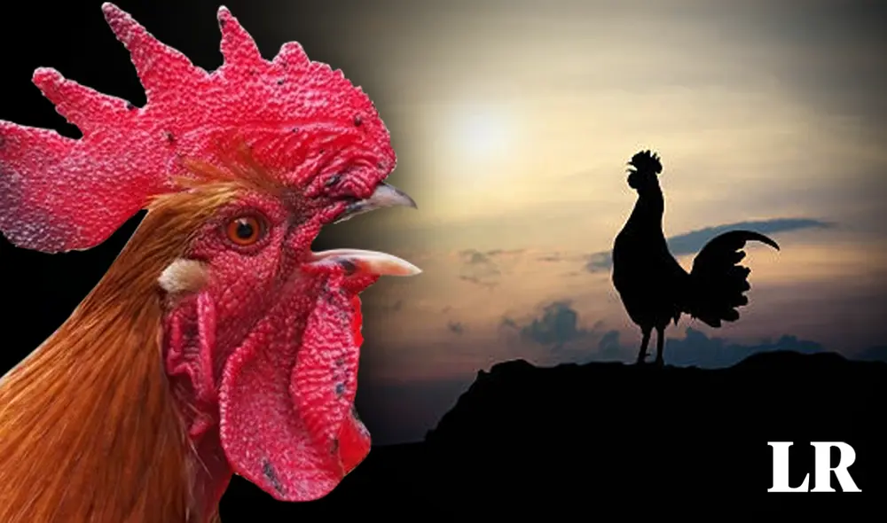 Un experto en conducta animal reveló por qué los gallos cacarean con más intensidad en las mañanas. Foto: composición LR/Avicultura/Catolicidad