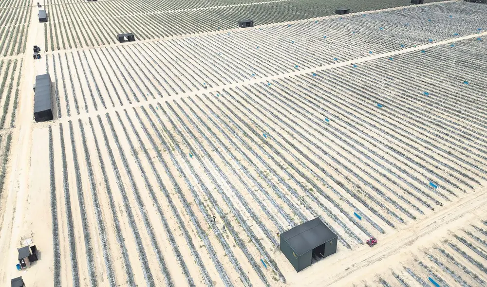 Extensión. Exportación de arándanos, como se hace en la empresa Agrovisión, es una de las principales en el proyecto Olmos, con destino a mercados internacionales. Foto: Clinton Medina/La República Extensión. Exportación de arándanos, como se hace en la empresa Agrovisión, es una de las principales en el proyecto Olmos, con destino a mercados internacionales. Foto: Clinton Medina/La República