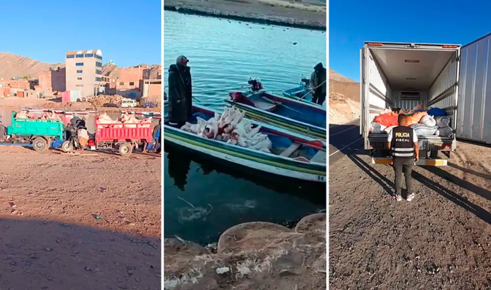 Contrabando en frontera. Cerdos bolivianos y carne son transportados en lanchas sobre el río Desaguadero. Luego los embarcan a otras ciudades del sur.