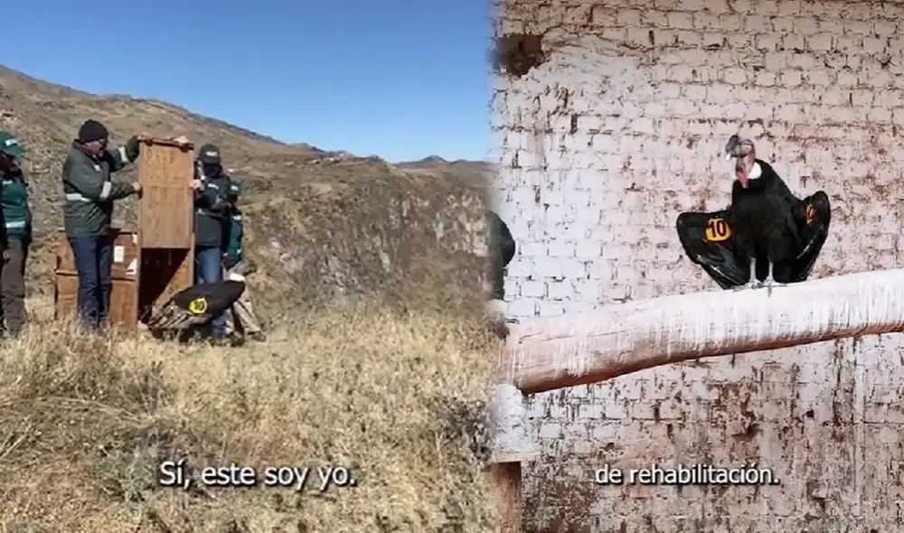 Qhapaq fue liberado en la sierra de Arequipa. Foto: composición LR/captura de video/@serfor - Video: @serfor/TikTok Qhapaq fue liberado en la sierra de Arequipa. Foto: composición LR/captura de video/@serfor - Video: @serfor/TikTok