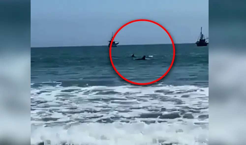Los delfines se robaron la atención de los bañistas. Foto: Captura El Piurano