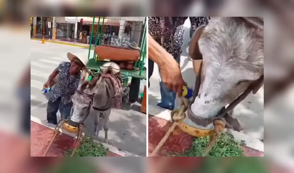 Burro es el consentido de vecinos de Catacaos. Foto: captura Trinidad Noticias- video: Trinidad Noticias