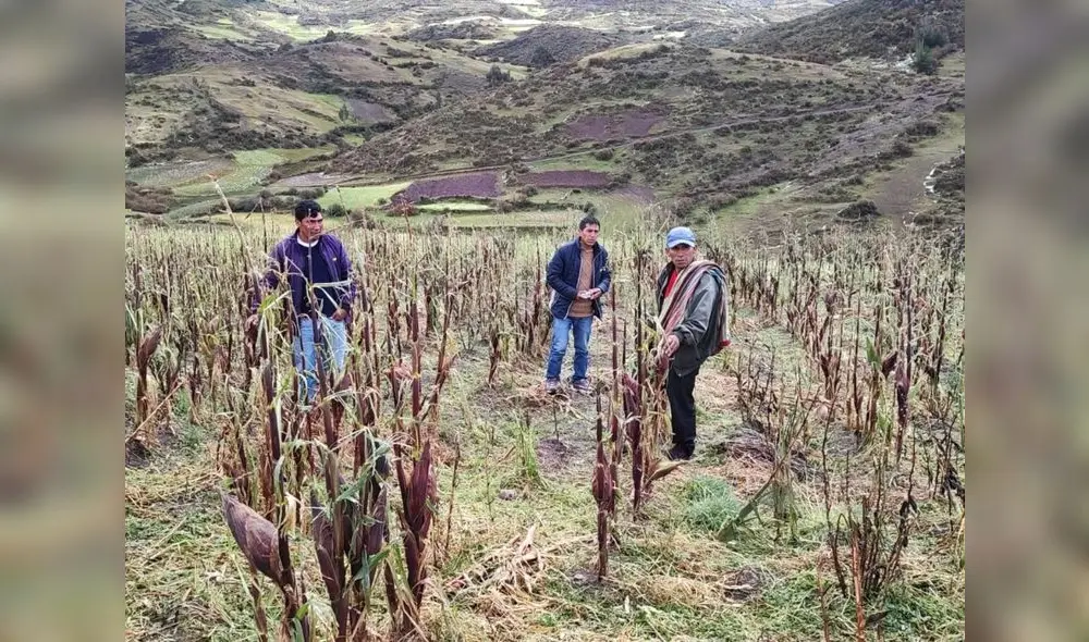 El Midagri desembolsó cerca de S/49 millones por el Seguro Agrario Catastrófico. Foto: Andina El Midagri desembolsó cerca de S/49 millones por el Seguro Agrario Catastrófico. Foto: Andina