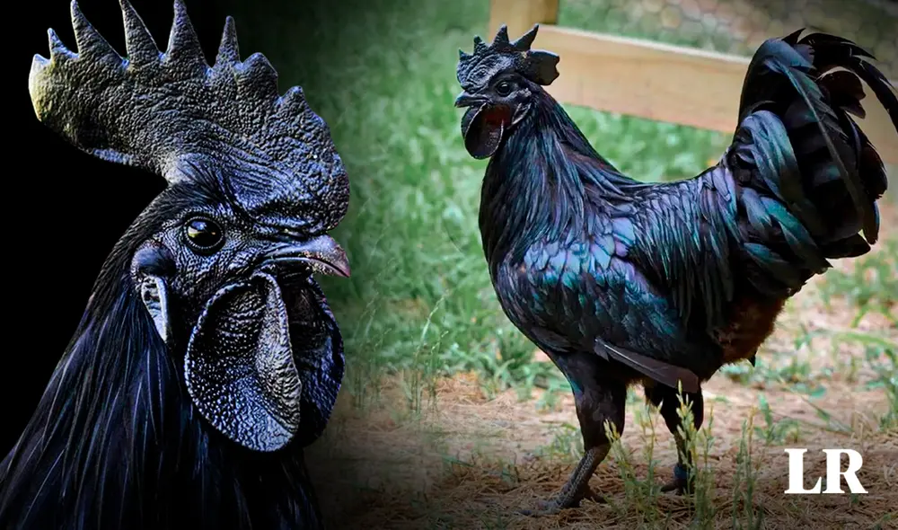 Los pollos Ayam Cemani tienen una de las carnes más caras del mundo. Foto: composición de Jazmin Ceras Los pollos Ayam Cemani tienen una de las carnes más caras del mundo. Foto: composición de Jazmin Ceras