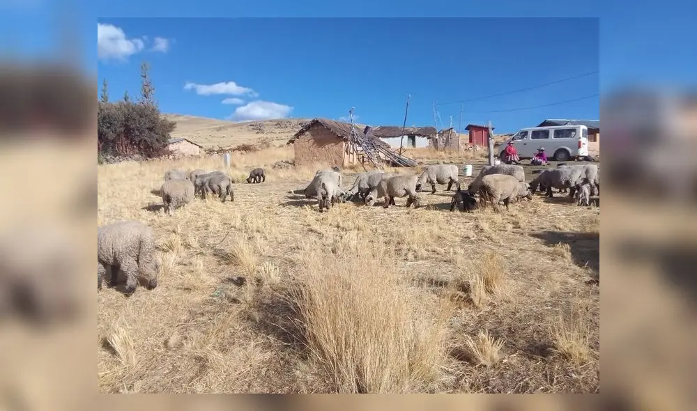 Ataque extraño. Una treintena de ovejas yacía muerta, la agresión se produjo solo en la cabeza, cuerpo estaba intacto.