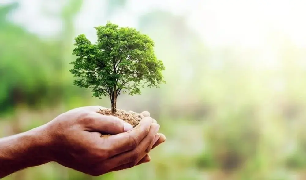 Los árboles son esenciales para preservación de la vida tal como la conocemos. Foto: Twitter / Todo Jujuy Los árboles son esenciales para preservación de la vida tal como la conocemos. Foto: Twitter / Todo Jujuy