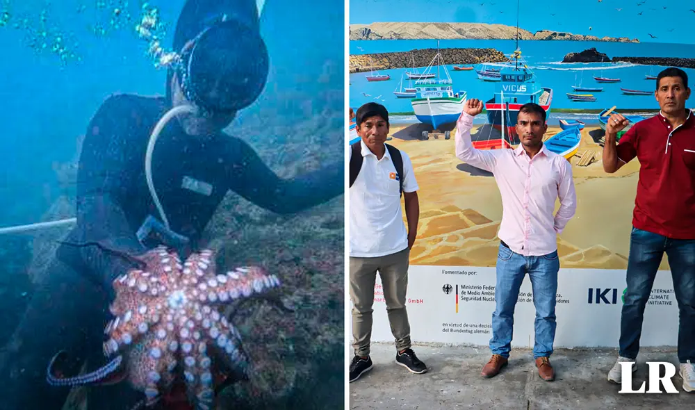 Buzos dedicados a la extracción de pulpo piden que se levante la veda de esta especie. Foto: Composición LR/ Yuri Hooker/SPDA
