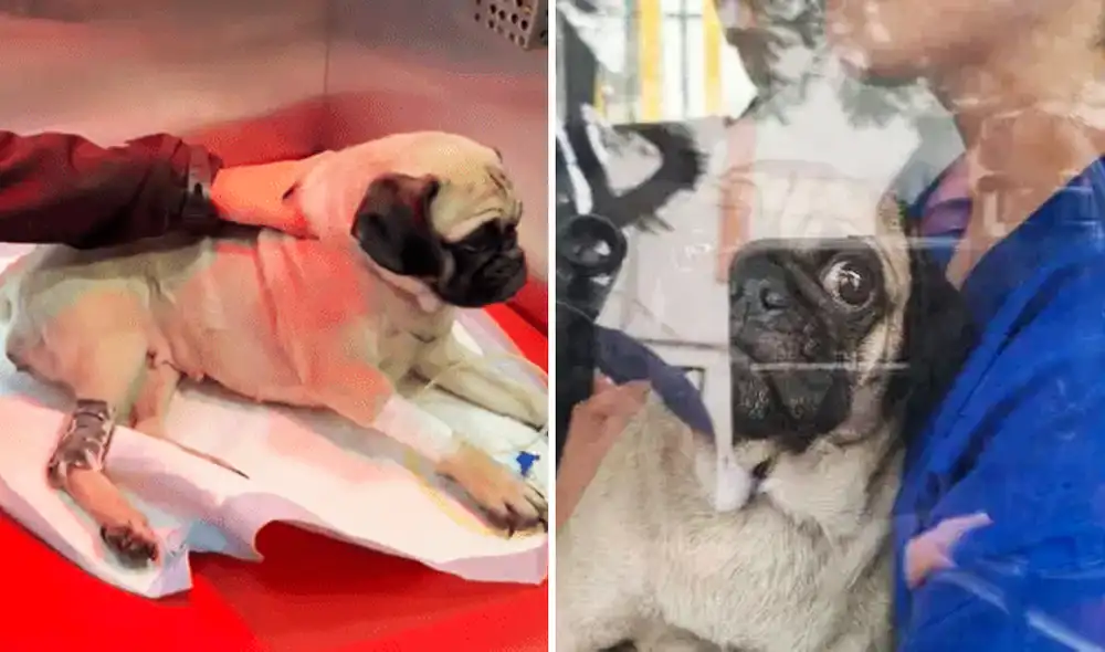 Estado de salud de la perrita Dachi continúa siendo evaluado por especialistas veterinarios. Foto: composición LR