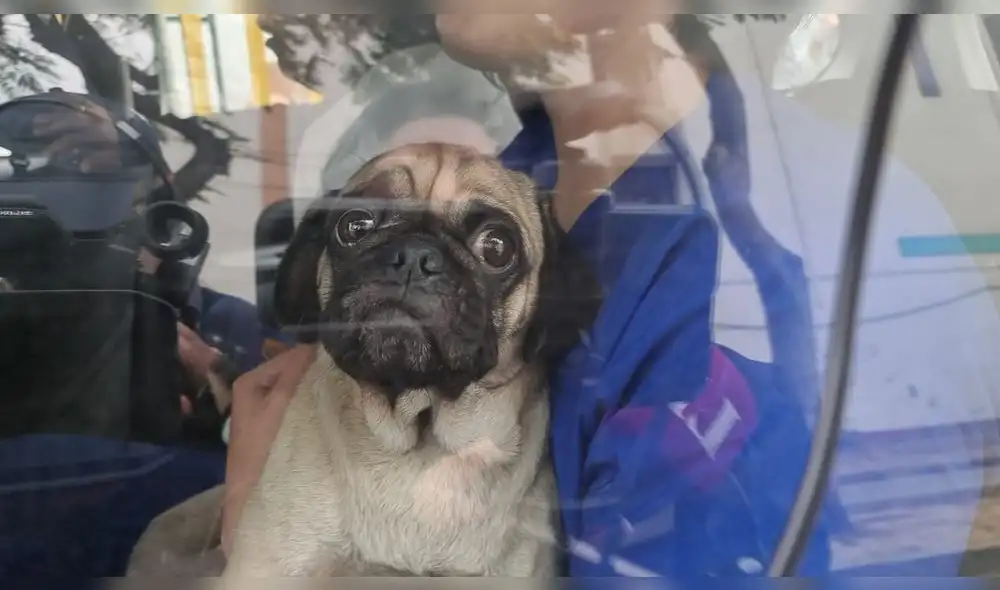 Perrita fue internada en una veterinaria de emergencia. Foto: Mirian Torres/La República Perrita fue internada en una veterinaria de emergencia. Foto: Mirian Torres/La República