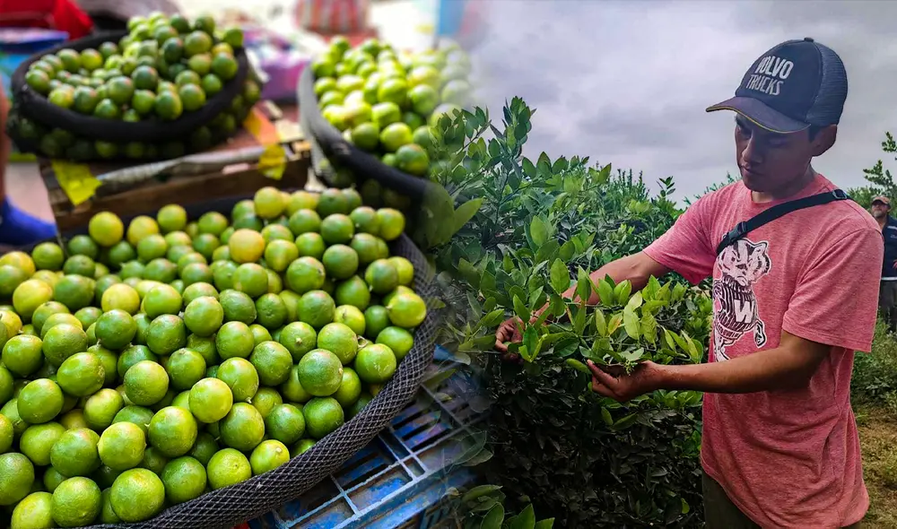 Los agricultores piden ayuda al Ejecutivo ante el problema de la baja producción de limón. Foto: composición LR/Jazmín Ceras - Video: Maribel Mendo/LR Los agricultores piden ayuda al Ejecutivo ante el problema de la baja producción de limón. Foto: composición LR/Jazmín Ceras - Video: Maribel Mendo/LR