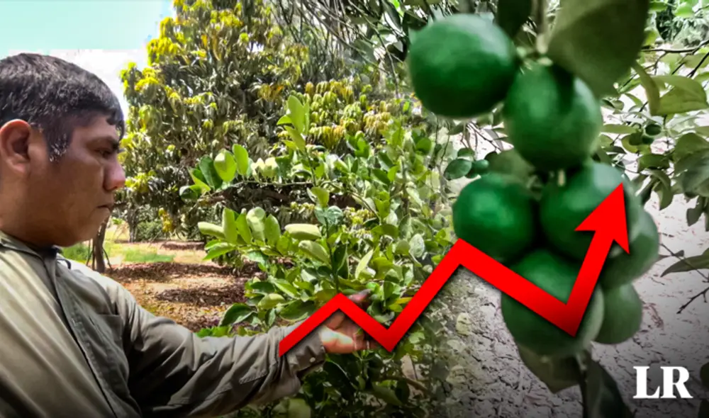 Precio de limón sigue en aumento en el Perú. Foto: composición LR Precio de limón sigue en aumento en el Perú. Foto: composición LR