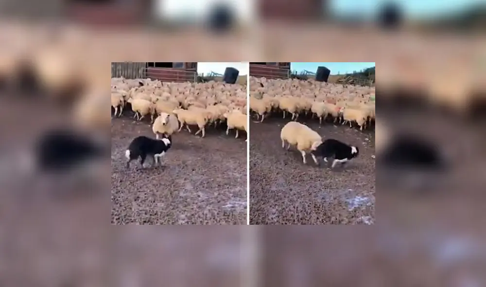 Ovejas habrían muerto por ataque de pumas. Foto: captura de YouTube