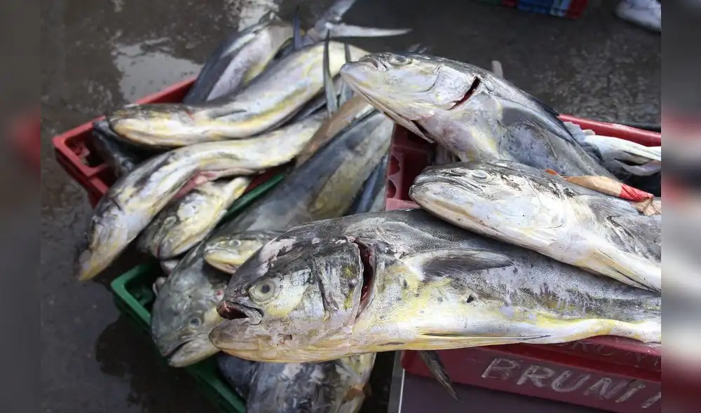 La descarga total de las capturas efectuadas se contabilizará como parte del Límite Máximo Total de Captura (LMTC) para la temporada de pesca 2023-2024  del perico. Foto: Andina