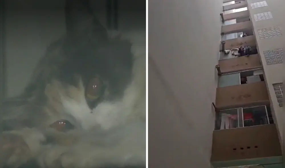 Cercado de Lima. El estado del animalito es delicado. Foto: La República/'Latina noticias'/Video: 'Latina noticias'