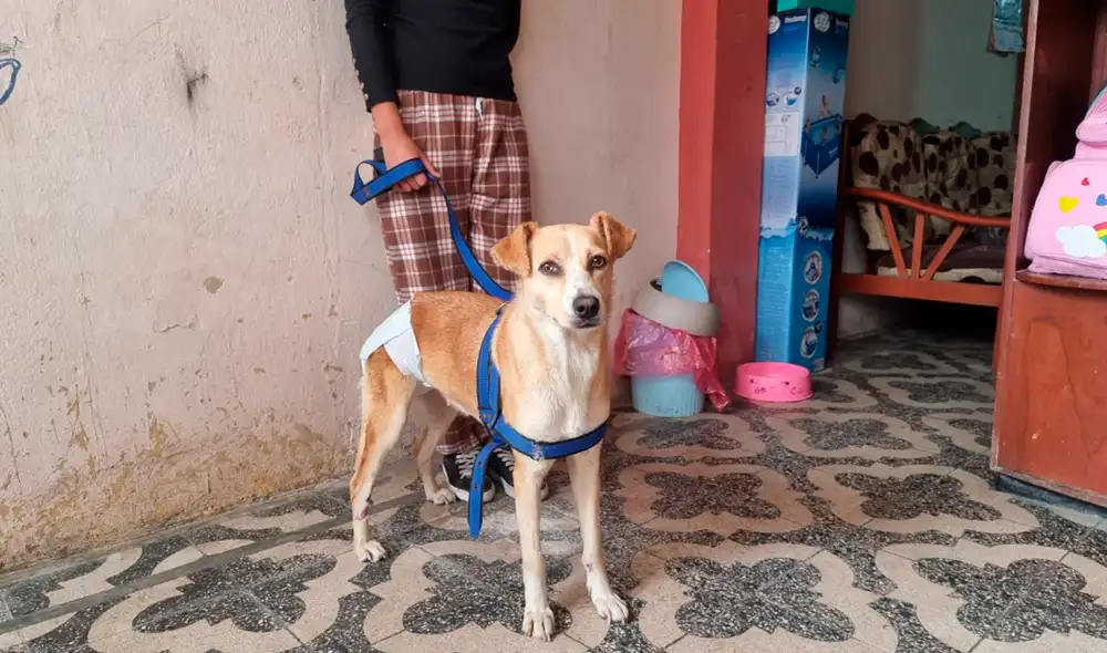 De acuerdo a los especialistas, se tendría que cortar la cola del animal por las lesiones encontradas. Foto: Rosario Rojas/La República De acuerdo a los especialistas, se tendría que cortar la cola del animal por las lesiones encontradas. Foto: Rosario Rojas/La República