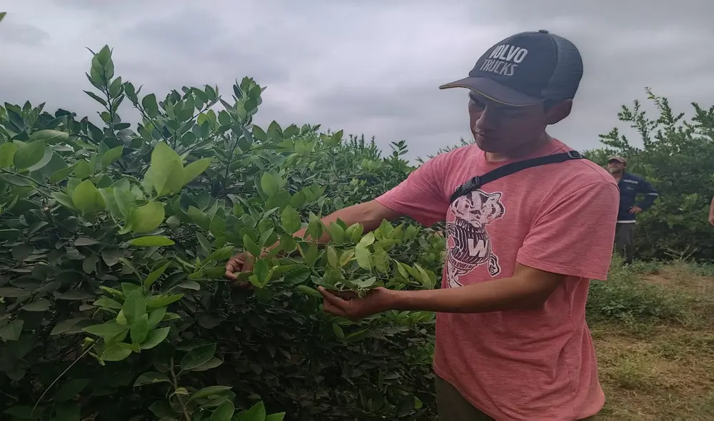 Plagas de ácaro, arañita roja y minador en el limón son causados por el clima anómalo. Foto: Maribel Mendo LR Plagas de ácaro, arañita roja y minador en el limón son causados por el clima anómalo. Foto: Maribel Mendo LR