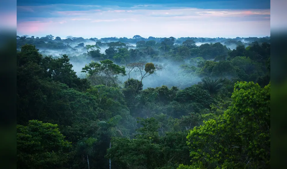 Se estima que los bosques absorben 7.600 millones de carbono al año. Foto: University of Yale