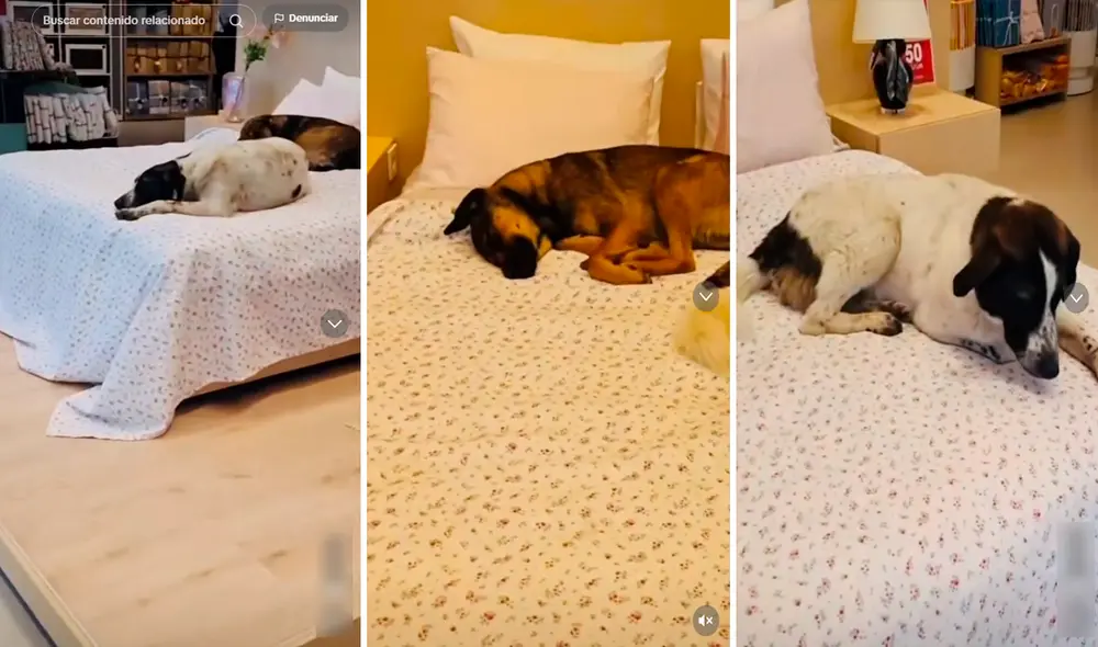 Los perritos durmieron tranquilamente ganándose el corazón de los usuarios en redes. Foto: composición LR/TikTok/@Ximecapristo
