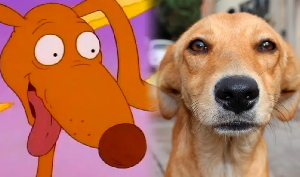 El nombre 'Firulais' se ha popularizado entre los latinos, pero muy pocos conocen su origen. Foto: composición LR/Nickelodeon/MundoPerros El nombre 'Firulais' se ha popularizado entre los latinos, pero muy pocos conocen su origen. Foto: composición LR/Nickelodeon/MundoPerros