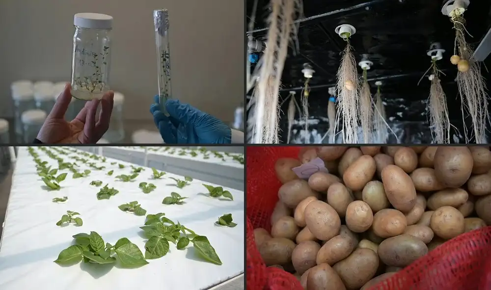 El laboratorio de la papa en Venezuela está ubicado en Mucuchíes, en Mérida. Foto: AFP El laboratorio de la papa en Venezuela está ubicado en Mucuchíes, en Mérida. Foto: AFP