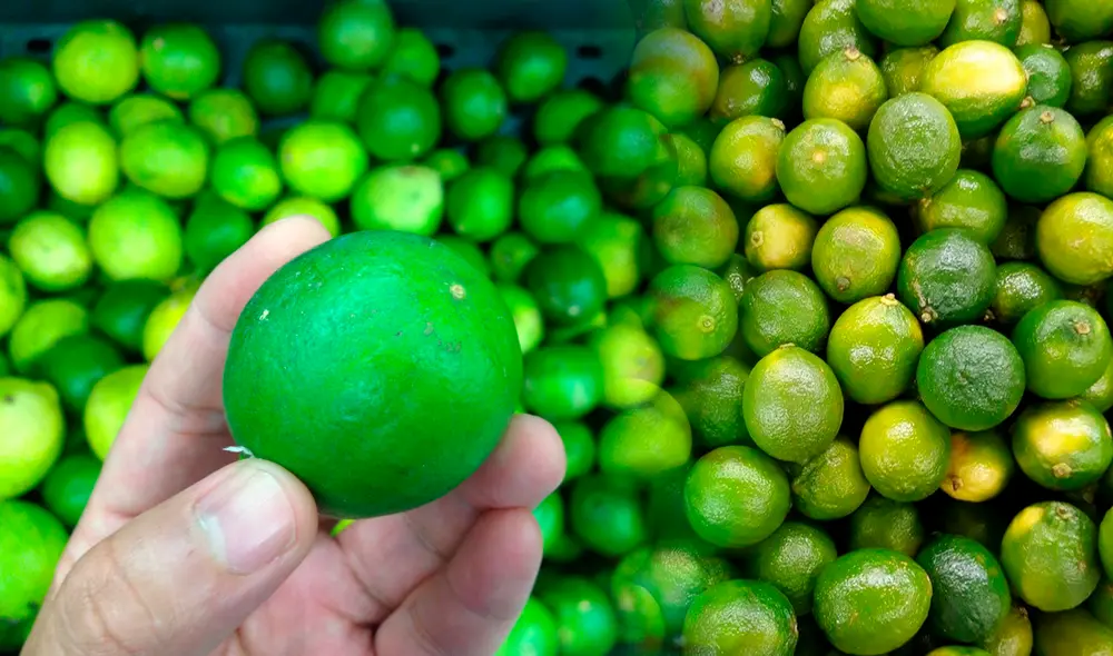 El limón Tahití no tiene un sabor tan agrio como el limón sutil. Foto: composición LR/Steffano Trinidad/LR/Agraria El limón Tahití no tiene un sabor tan agrio como el limón sutil. Foto: composición LR/Steffano Trinidad/LR/Agraria