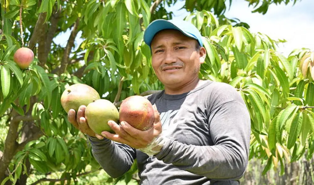 Disminuye producción de mango. Foto: La República Disminuye producción de mango. Foto: La República
