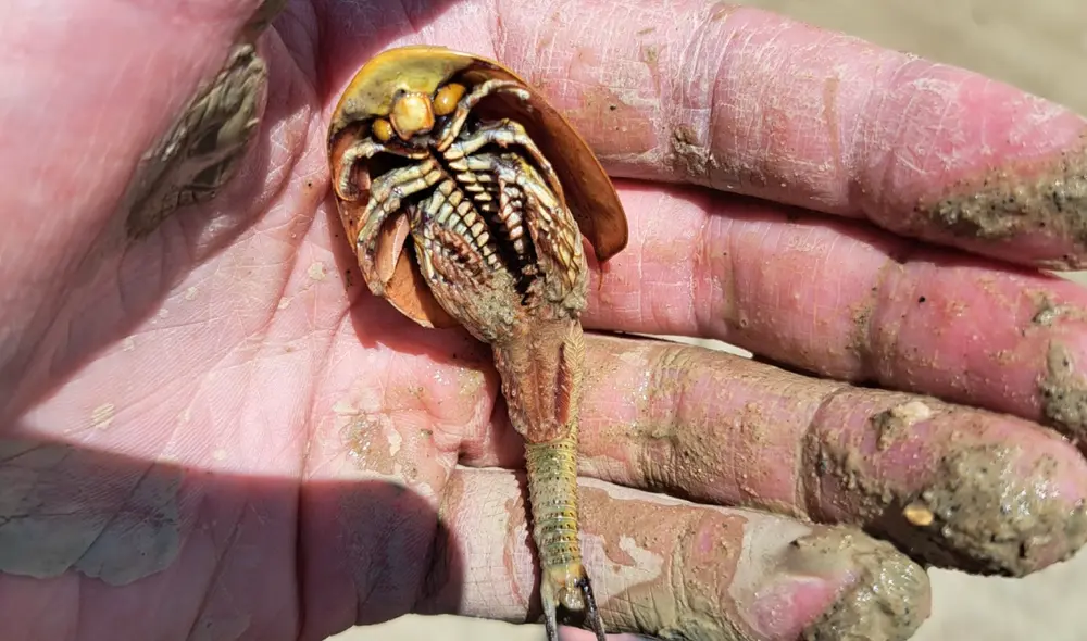 Imagen referencial de una especie de triops. Foto: I Naturalist