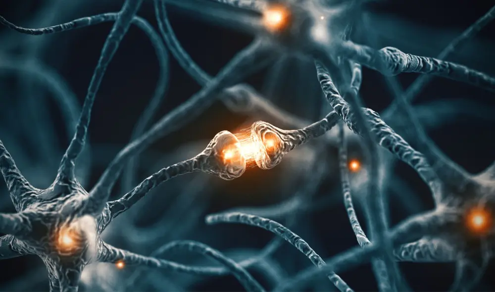 Se ha descubierto un tercer tipo de células cerebrales. Foto: referencial / Live Science