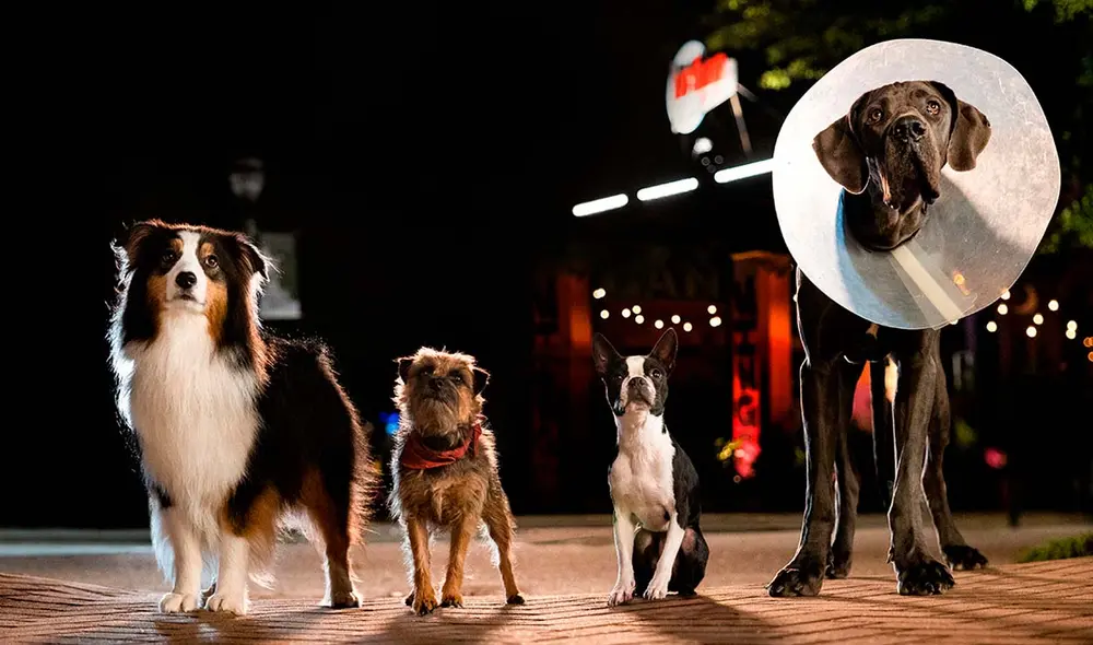 Los perros se adueñarán de la pantalla grande y protagonizarán ‘Hijos de perra’. Foto: Universal Pictures Los perros se adueñarán de la pantalla grande y protagonizarán ‘Hijos de perra’. Foto: Universal Pictures