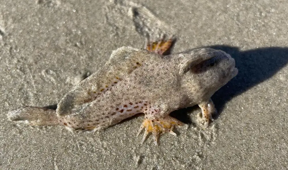 Pez mano encontrado en una playa de Tasmania. Foto: Kerri Yare