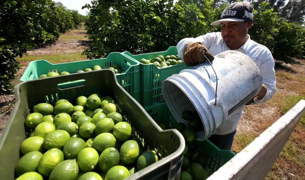 Los pequeños productores piden capacitación tecnológica y mayores recursos. Foto: La República