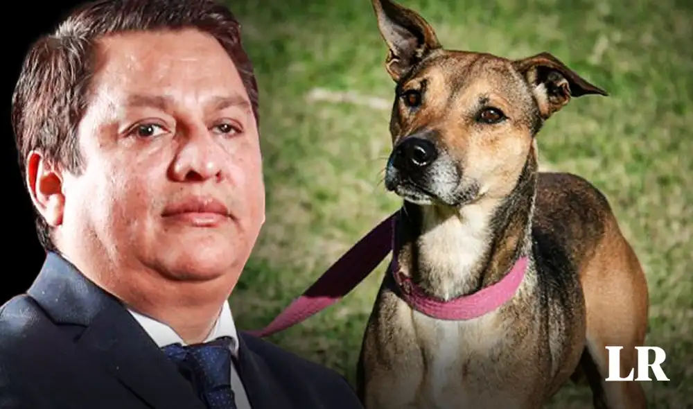 César Vásquez se pronunció sobre el maltrato animal. Foto: composición LR/Congreso/Andina