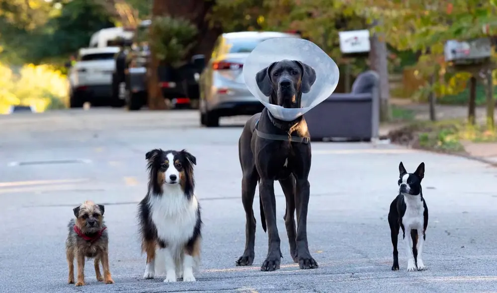 ‘Hijos de perra’ es protagonizada por 4 canes, quienes buscarán venganza contra el dueño que abandonó a uno de sus amigos. Foto: Universal Pictures