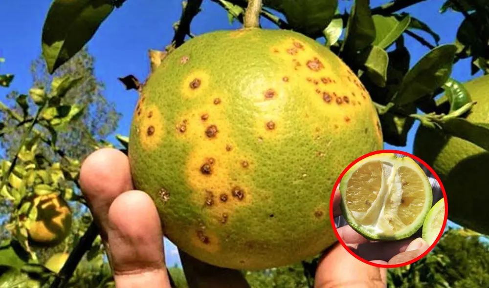Senasa emitió un video informativo para reconocer los síntomas del dragón amarillo. Foto: composición LR/ABC