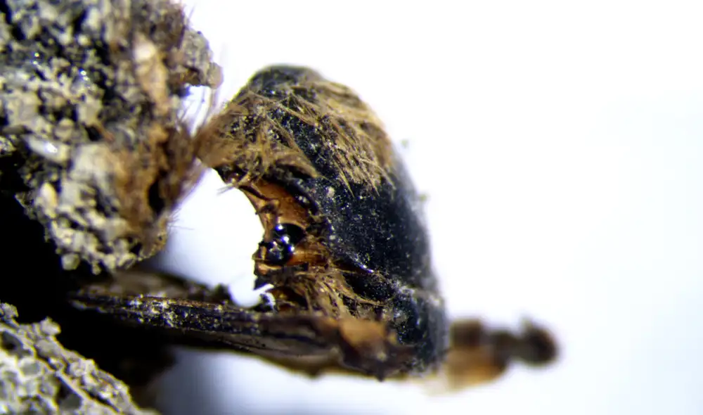 La abeja del género Eucera de hace 3.000 años. Foto: Andrea Baucon