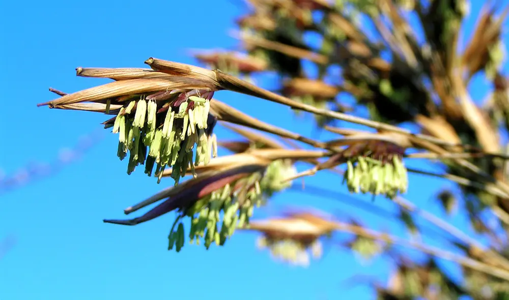 Al bambú P. nigra solo le crecen flores cada 120 años. Foto: Mogens Engelund