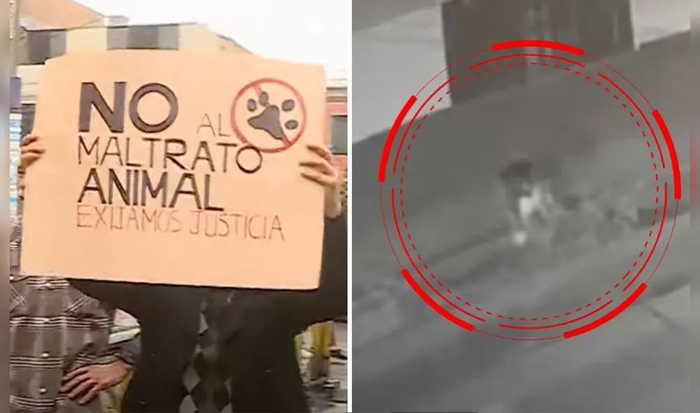 El hijo de la vecina acusada se hace cargo de los perritos afectados, señaló la señora Rosmery. Foto: composición LR/capturas Latina