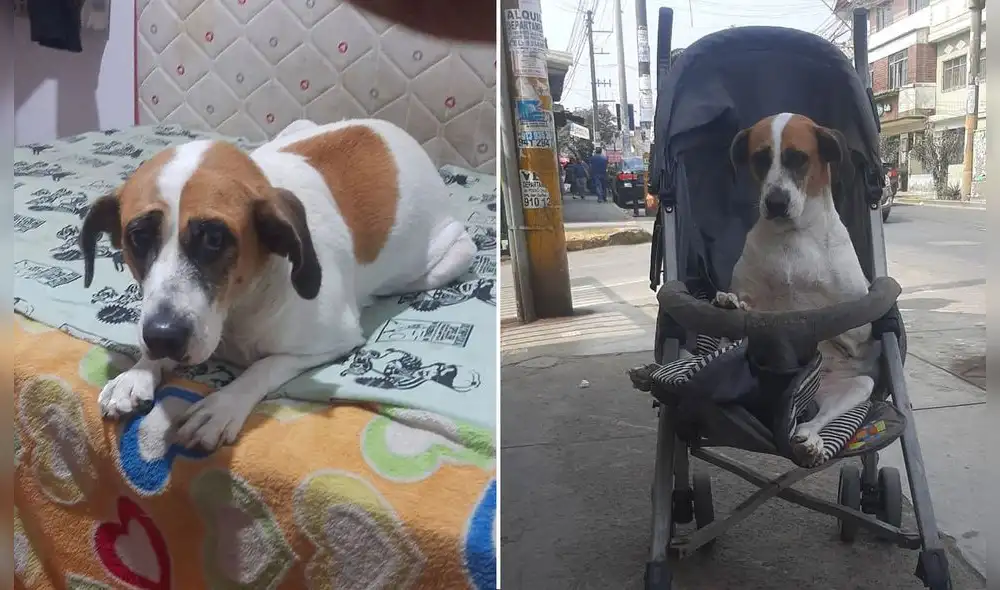 La mascota no puede caminar mucho debido a la condición de sus patitas. Foto: difusión