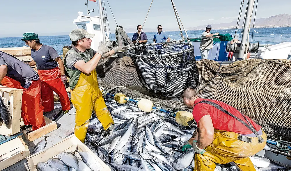 Ciencia. Entre otras funciones clave, Imarpe hace la medición de la biomasa de las especies y sus informes técnicos sirven para determinar las cuotas de pesca. Foto: difusión