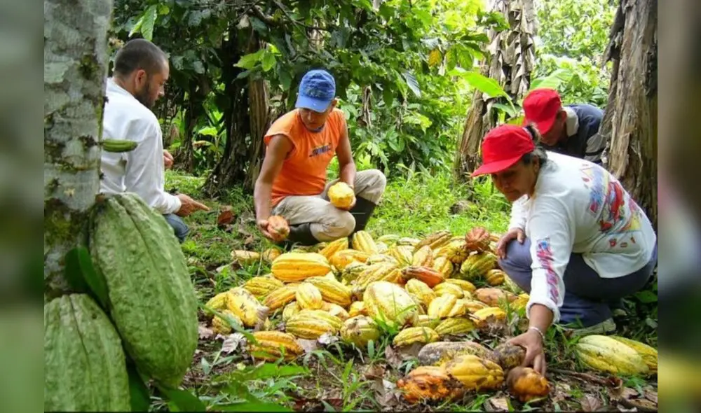 Agromercado también deberá promover la asociatividad de los productores agrarios. Foto: Andina Agromercado también deberá promover la asociatividad de los productores agrarios. Foto: Andina