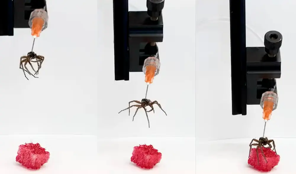 Este avance tecnológico, conocido como necrobótica, fue galardonado como uno de los más extravagantes en un concurso parodia de los Nobel. Foto: University of Rice