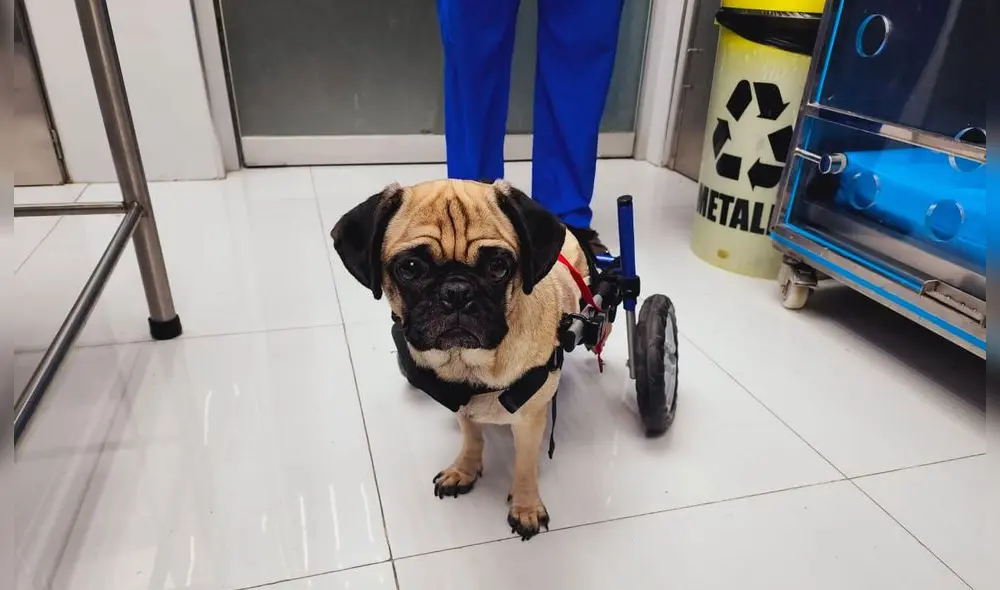 Sujeto que atacó a perrita lo hizo en venganza de su expareja, quien vive en el extranjero. Foto: Bárbara Mamani/La República Sujeto que atacó a perrita lo hizo en venganza de su expareja, quien vive en el extranjero. Foto: Bárbara Mamani/La República