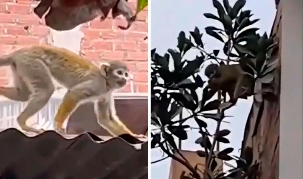 Monos habrían sido abandonados por el dueño de un pequeño zoológico. Foto: composición La República/capturas Canal N - Video: Canal N